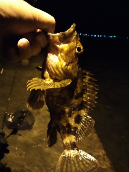 釣れないアジング